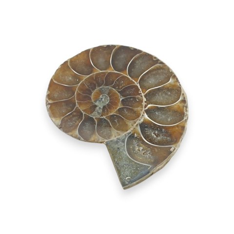 Amonit skamielina 35x29 mm nr 8
