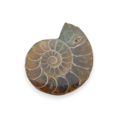 Amonit skamielina 36x29 mm nr 26