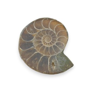 Amonit skamielina 36x29 mm nr 26