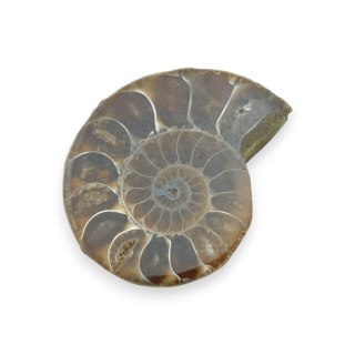 Amonit skamielina 36x29 mm nr 43