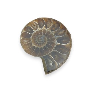 Amonit skamielina 36x29 mm nr 43