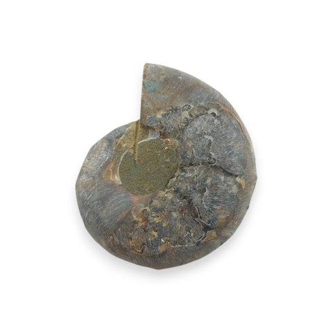 Amonit skamielina 36x29 mm nr 43
