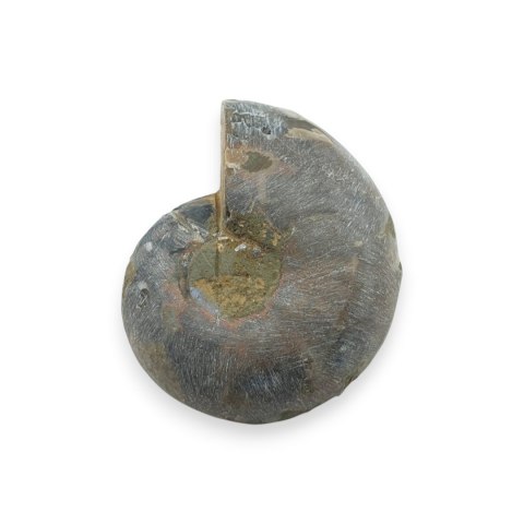 Amonit skamielina 36x30 mm nr 27