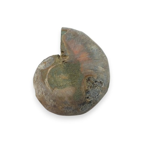 Amonit skamielina 36x30 mm nr 28