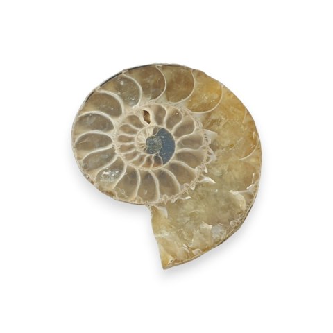 Amonit skamielina 36x30 mm nr 29