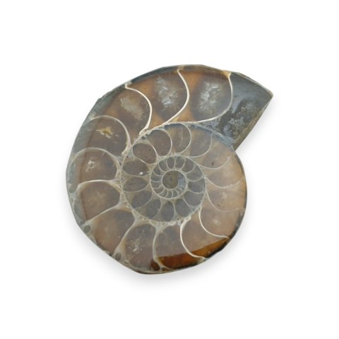 Amonit skamielina 37x30 mm nr 23