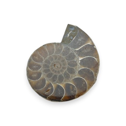 Amonit skamielina 37x30 mm nr 37