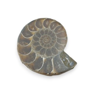 Amonit skamielina 37x30 mm nr 37