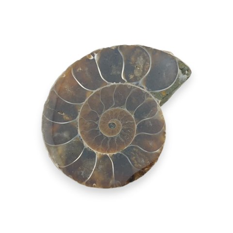 Amonit skamielina 38x31 mm nr 21