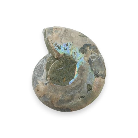 Amonit skamielina 38x31 mm nr 21