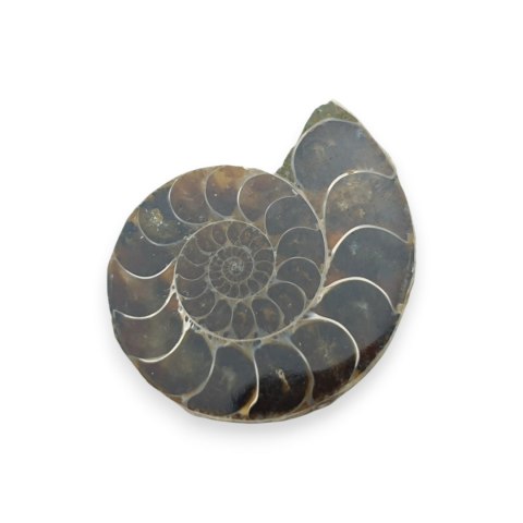 Amonit skamielina 38x31 mm nr 34