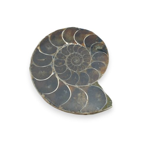 Amonit skamielina 38x31 mm nr 34