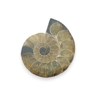 Amonit skamielina 40x34 mm nr 12