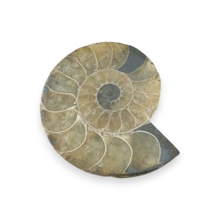 Amonit skamielina 40x34 mm nr 12