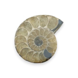 Amonit skamielina 41x34 mm nr 32